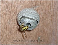 abm pest control 374873 Image 4